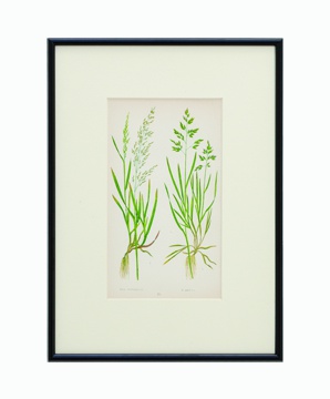 BOTANICAL GRASS_02